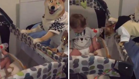 Un perro y un gato se han convertido en los mejores niñeros para este bebé (VIDEO)