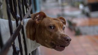 Pitbull casi le arranca el brazo a hombre que entró a robar y piden que los sacrifiquen