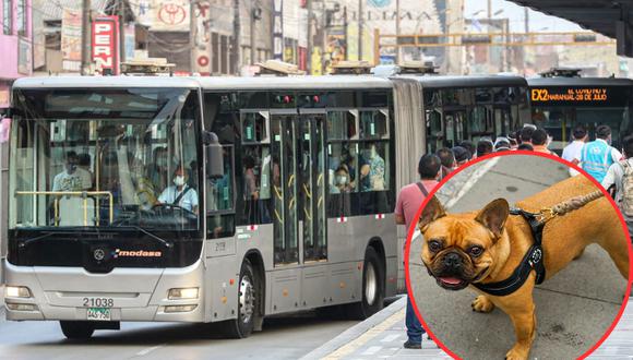¿Cómo pueden viajar las mascotas en el Metropolitano? Foto: Andina/composición