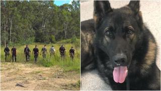 Con helicópteros, drones y cientos de voluntarios buscan a perro policía por cielo y tierra | VIDEO