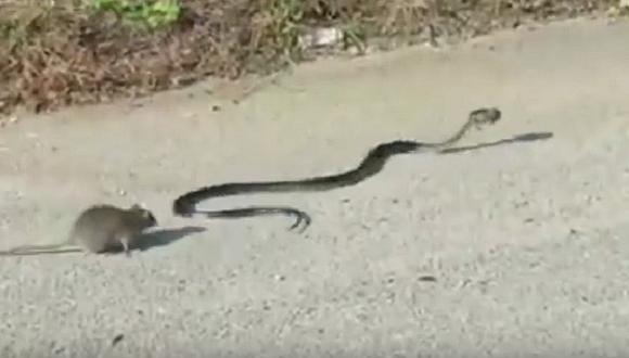 ​YouTube: Mamá rata lucha a muerte con serpiente para defender a su bebé [VIDEO]
