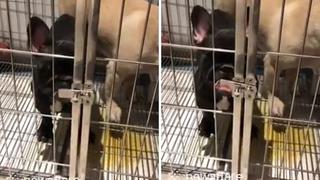 Perrito utiliza de manera peculiar su lengua para poder escaparse (VIDEO)