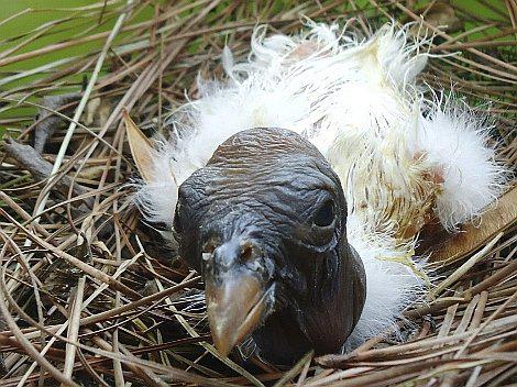 Bolivia: nace en zoológico un cóndor, ave en peligro de extinción 