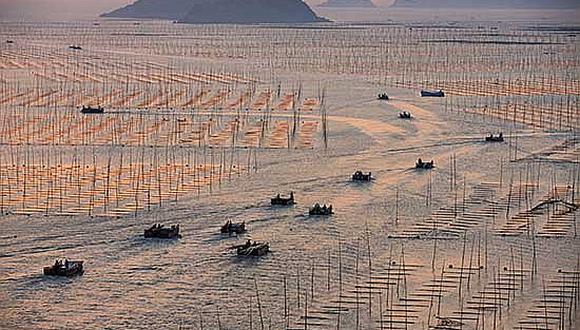 ​Ola de calor mata a millones de pepinos de mar, plato de lujo en China