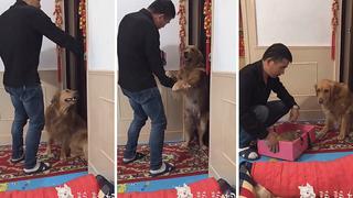 Perrita que suplica a su dueño que no se lleve a sus cachorros enternece las redes (VIDEO)