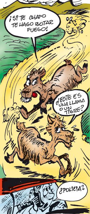 Una llama macho perseguía a hembra