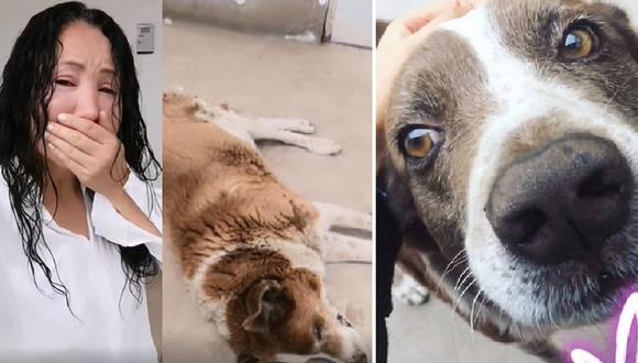 Janet Barboza llora y denuncia que envenenaron a su perrito en la puerta de su casa | VIDEO