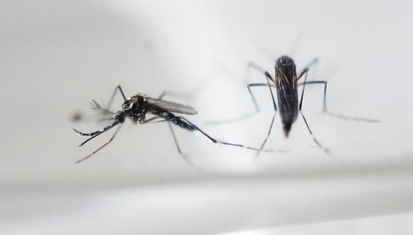 Virus Zika: Más 750 mil en riesgo por la temible enfermedad