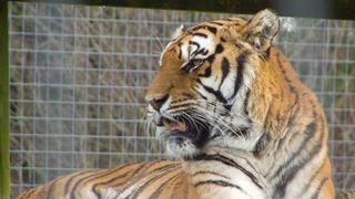 ​Asesinan a inocente tigre que escapó de explotación y cautiverio en circo