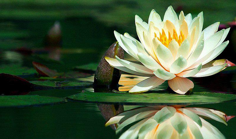 Conoce el por qué deberías tener una flor de loto en casa