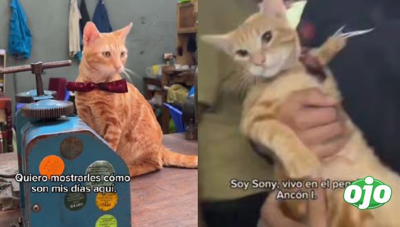 ‘Sony’, el gatito que vive con los reos del penal Ancón 1, enternece las redes: “Le encontraron arena para gato”