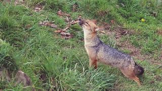 Zorro andino “Run Run” ya tiene nuevo hogar y ahora vivirá en la Granja Porcón en Cajamarca 