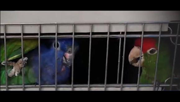 Los loritos frente roja y azul rescatados estaban en jaulas. (Foto: Ministerio Público)