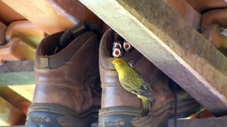 Pichones convierten un par de zapatos que alguien puso a secar en su nido 