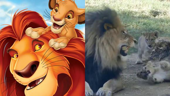 Video viral | Cachorro de león fastidia a su papá al puro estilo de Simba a  Mufasa en 'El Rey León' | Twitter | Curiosidades | Disney | nnda nnrt |  LOCOMUNDO | OJO