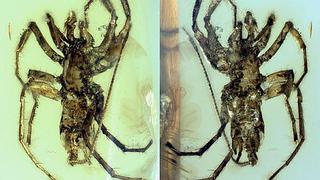 ​Hallan araña con cola preservada desde hace 100 millones de años