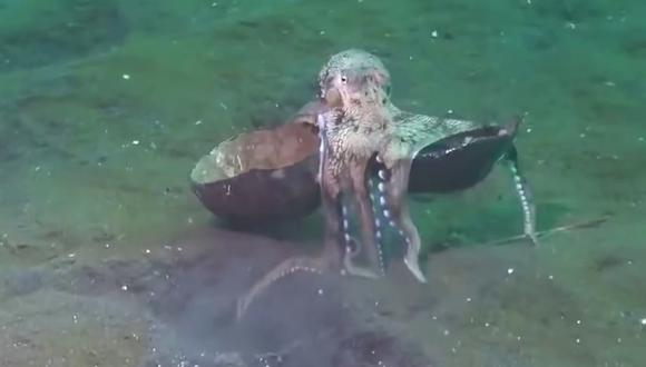 Un video viral de un pulpo "caminando" sobre dos de sus tentáculos con un coco publicado en 2015 volvió a dar que hablar en redes sociales. | Crédito: Poussin Diver / YouTube