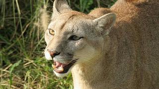 Vigilan la aparición de un puma en parque de las cataratas de Iguazú 