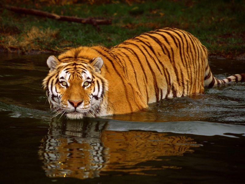 Culpa humana: tigre se extingue en el manglar más grande del planeta