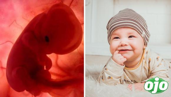 embrión | canva | foto referencial