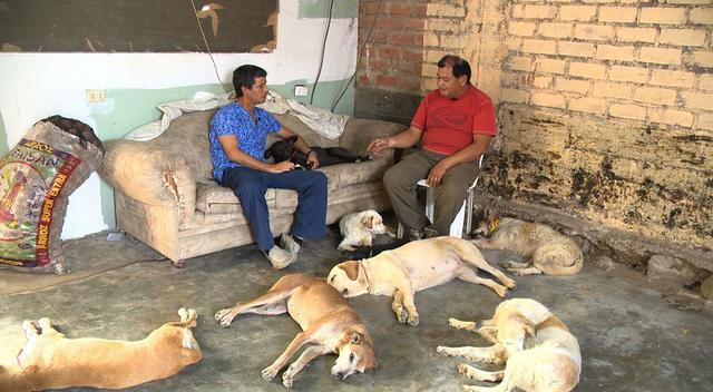 '​Dr. Vet' atendió conmovedor caso de 58 mascotas que perdieron a su dueña [FOTOS]