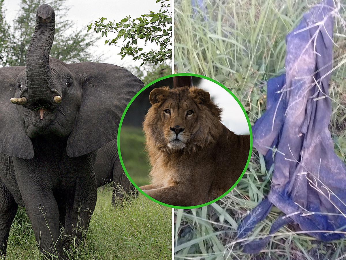 Sudáfrica: Sujeto cazaba ilegalmente cuando un elefante lo mató y fue devorado  por leones | ACTUALIDAD | OJO