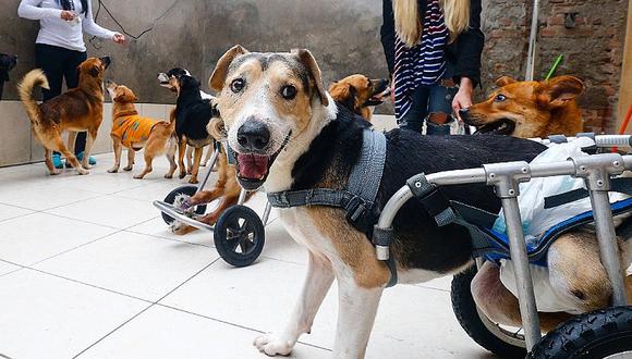 Chorrillos: Perritos discapacitados tienen una nueva vida en albergue