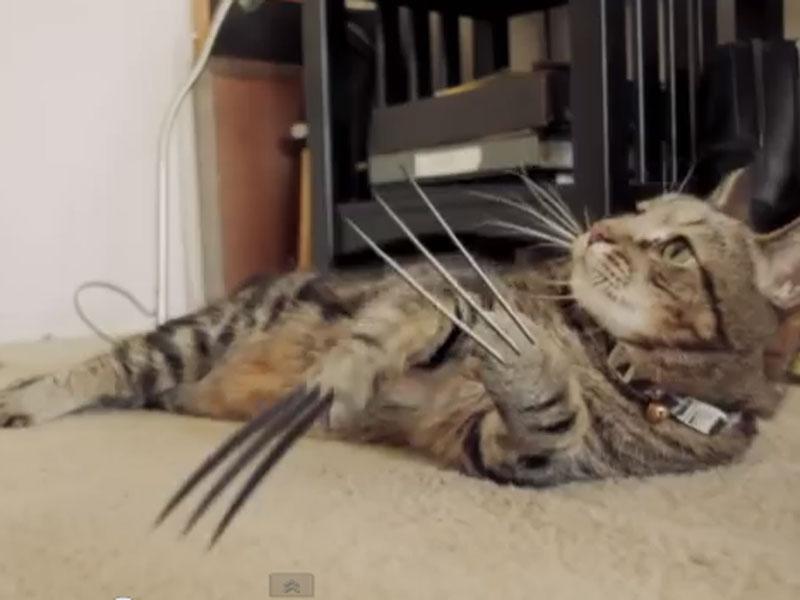 Mira cómo un gatito se convierte en Wolverine [VIDEO] 