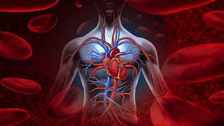 ¿Qué es el sistema circulatorio y cuál es su importancia?