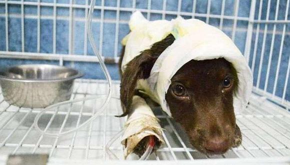 ​Arranca juicio a acusado por despellejar vivo a perro de 3 meses