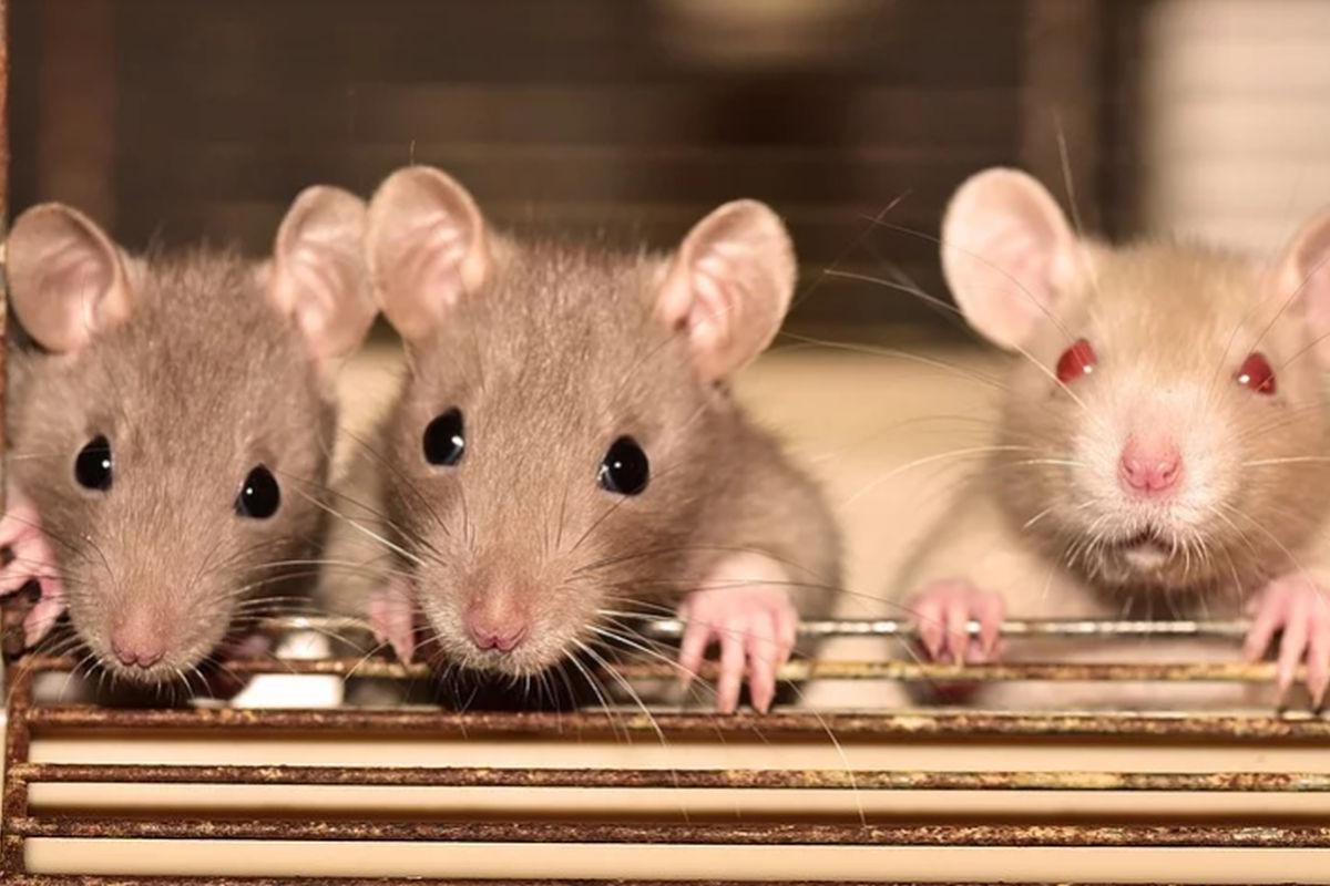 Los roedores, sobre todo ratas y ratones, son los principales portadores de hantavirus. (Pixabay)