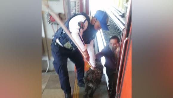 Perro rescatado en el Metro de México.