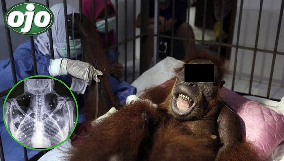 Disparan 74 veces a un orangután hasta dejarla ciega