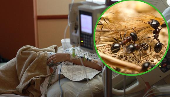 Mujer es internada en hospital y la encuentran cubierta de hormigas (FOTO)