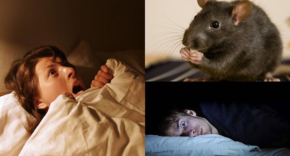 Qué significa soñar con ratas