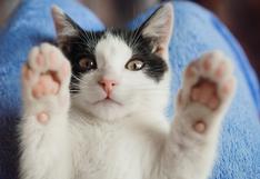 Día del gato: ¿Qué males afectan a los felinos y qué cuidado requieren?