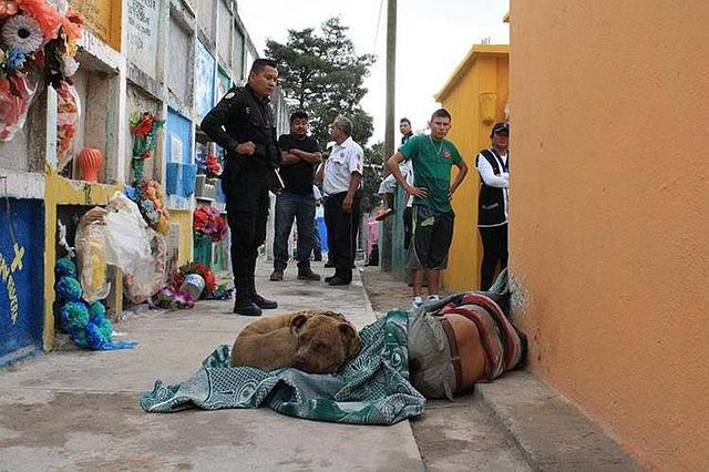 Perrito acompaña cadáver de su dueño y se echa a su lado (FOTOS)