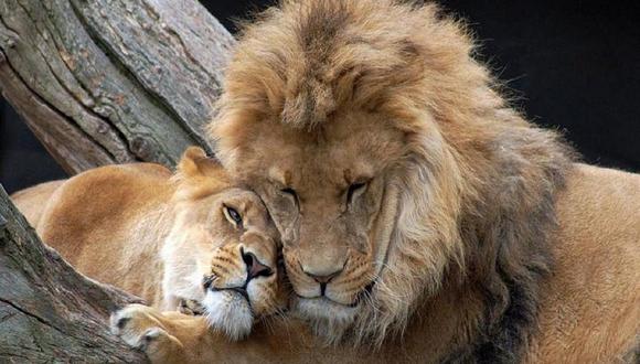 ​Matan a leona y león porque el último mató a su dueño en zoo ilegal