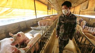 Lo que se sabe del nuevo virus de la gripe porcina y la preocupación de que se convierta en pandemia