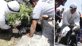 Serenos de San Luis rescatan a perrito que cayó a canal de regadío | VIDEO