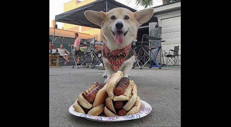 Instagram: Conoce a Wally, el perro más feliz y afortunado del mundo [FOTOS]