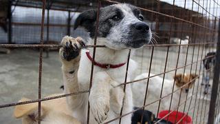 Defensora de animales, acusada de "exterminar" a miles de perros y gatos 