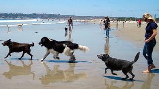 Portugal: Perritos ya tienen playa para jugar y bañarse 