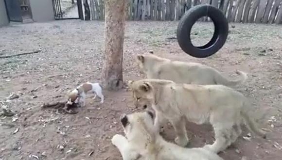Facebook: Valiente cachorro se enfrenta a tres leones por su comida [VIDEO]