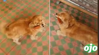 Perrito se hace viral por tener trabajo de botones en un hotel de Ayacucho | VIDEO