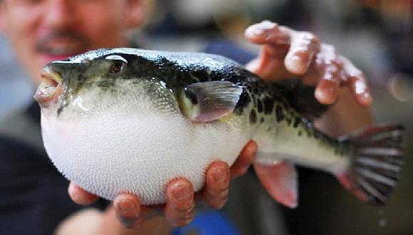 Supermercado alerta por venta de pez globo que podría ser mortal 