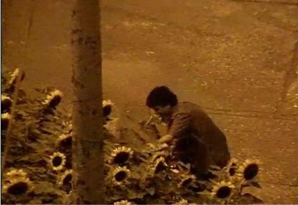 Pucallpa: Joven que robo girasoles por amor será denunciado [VIDEO] 
