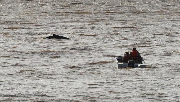 Pierden el rastro de la ballena que quedó varada en un dique en Buenos Aires 