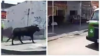 Toro se escapa de fiesta patronal y causa pánico (VIDEO)