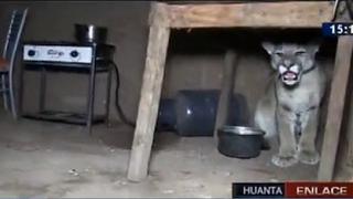 Ayacucho: Puma andino ingresa a casa y familia se lleva el susto de su vida [VIDEO]